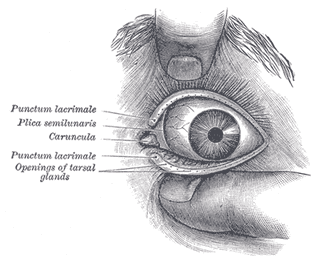 Illustration for article titled 10 Vestigial Traits You Didn't Know You Had